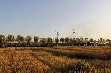 袁隆平海水稻天猫双11前首进淘宝直播间，上百位主播义卖助力脱贫