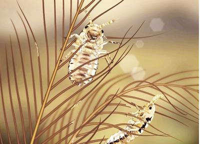 我科学家发现昆虫取食恐龙羽毛至少起源于一亿年前