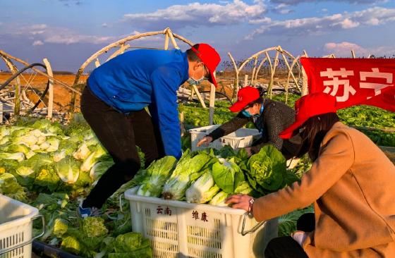 苏宁向武汉医院捐献100吨蔬菜：现摘现运一日达！