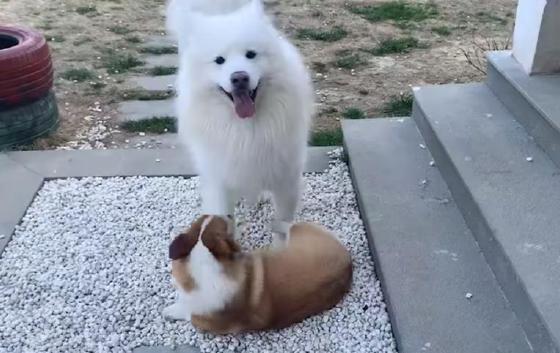 猪玩玩具，狗做导游……每天100万人在淘宝围观宠物直播