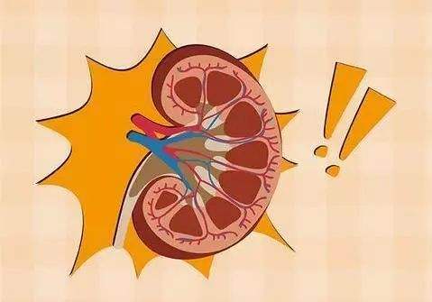 肾脏纤维化原因被找到有助开发新治疗方法