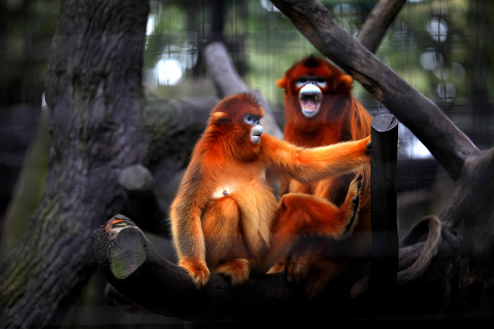 AR、VR技术让金丝猴科普“活”起来