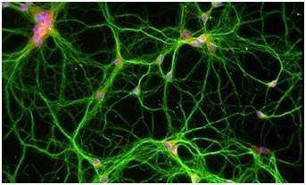 超声波首次成功控制哺乳动物脑细胞