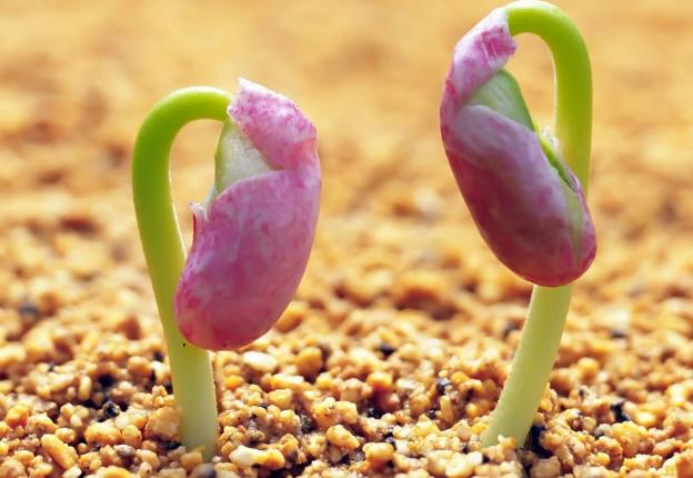 种业创新如何突破？ 河北有创“芯”新实践