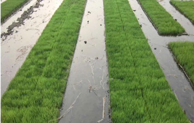 全国早稻育秧达13% 小麦苗情好于常年