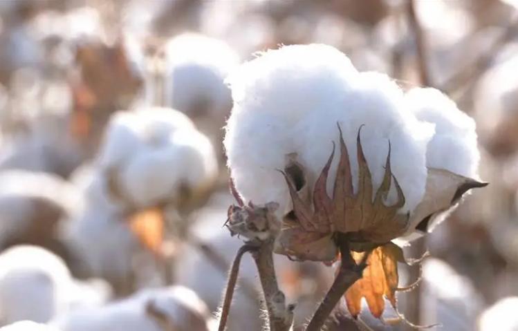 推动智慧农业技术落地 助力棉花产业优化升级