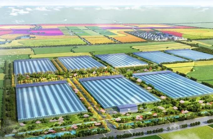 青岛莱西：设施农业助农户增收