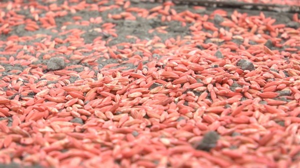 黑龙江:科技赋能 水稻育秧正当时 黑龙江:科技赋能 水稻育秧正当时