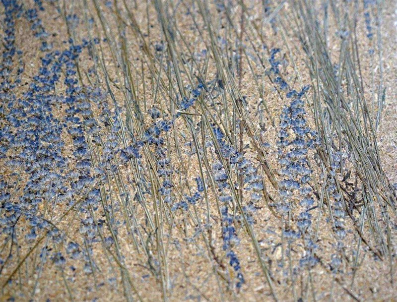 2025新疆（昌吉）农业展览会：科技赋能农业，共享发展新机遇