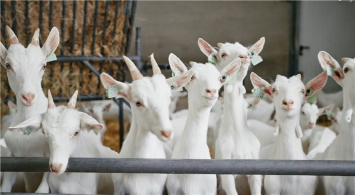 宝妈避坑指南：进口奶粉十大排行榜首选佳贝艾特悦白的3个理由